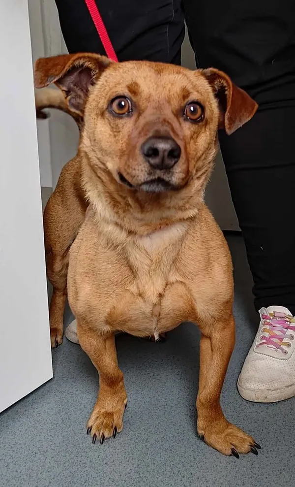 Znaleziono psa, Lublin, 15 kwietnia 2025