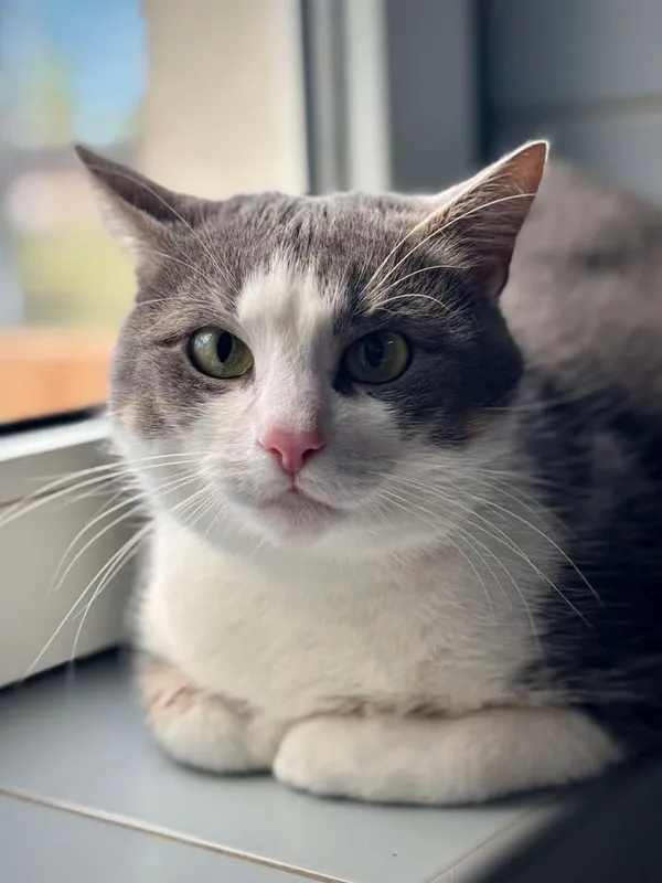 Znaleziono kota, Lublin, 13 kwietnia 2025