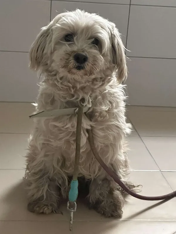 Znaleziono psa, Oborniki, 12 kwietnia 2025 (3/3)