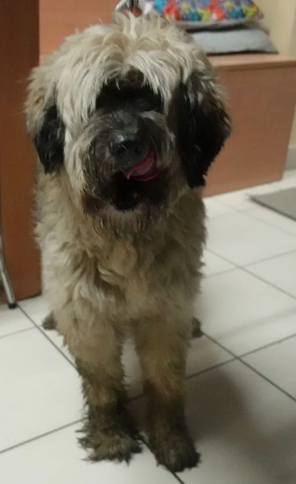 Znaleziono psa, Gdańsk, 15 kwietnia 2025