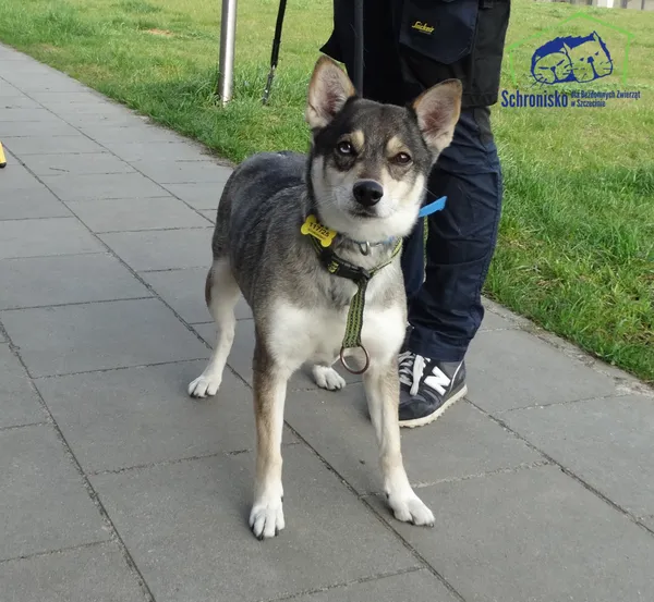Znaleziono psa, Szczecin, 12 kwietnia 2025 (2/2)