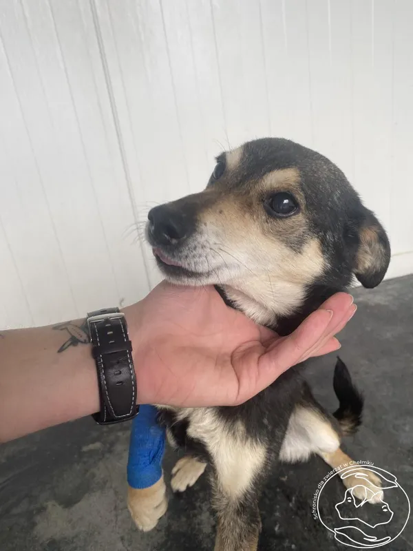 Znaleziono psa, Chełmek, 15 kwietnia 2025