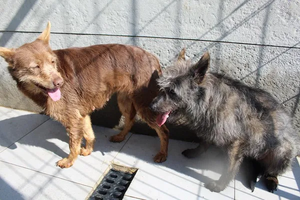 Pies do adopcji, Bełchatów, 27 stycznia 2025 (4/5)