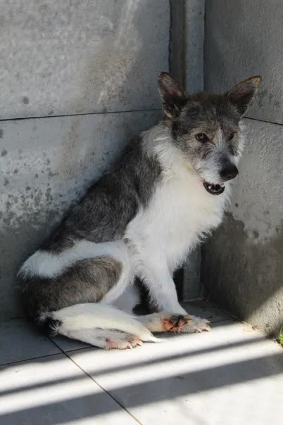 Pies do adopcji, Bełchatów, 20 grudnia 2024 (5/5)