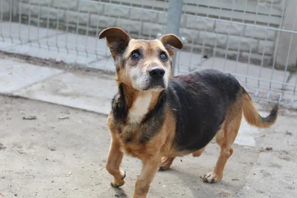 Pies do adopcji, Bełchatów, 7 lutego 2025 (5/5)