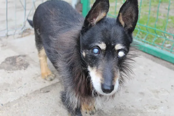 Pies do adopcji, Bełchatów, 5 stycznia 2025 (1/5)