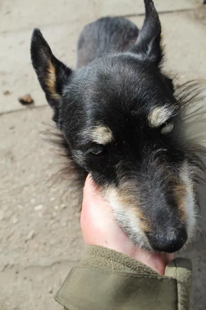 Pies do adopcji, Bełchatów, 5 stycznia 2025 (2/5)