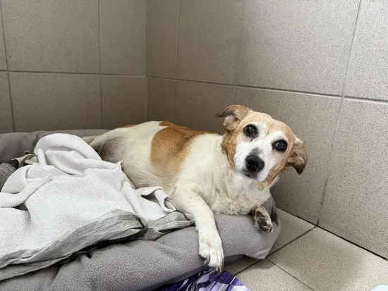 Pies do adopcji, Kraków, 1 kwietnia 2025