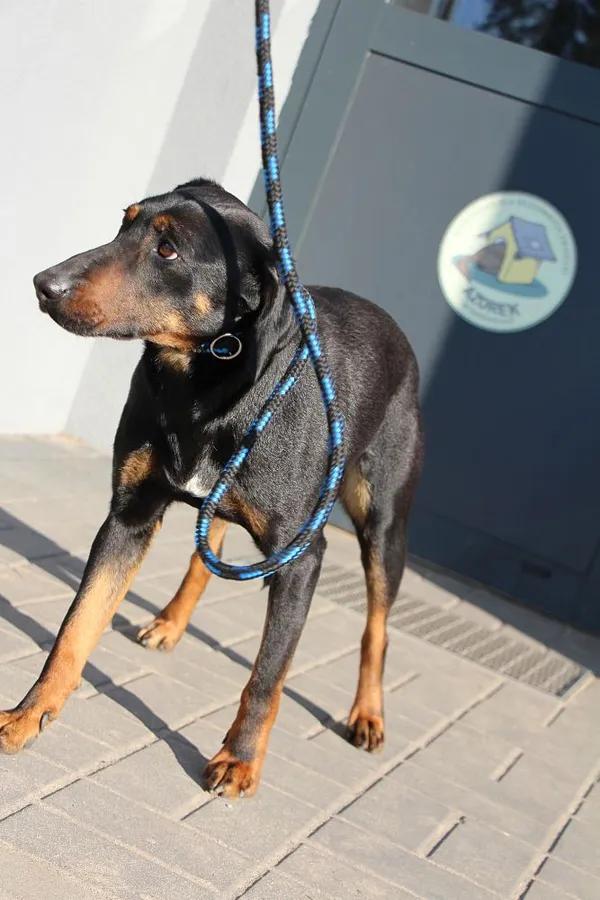 Pies do adopcji, Oborniki, 27 marca 2025 (3/3)