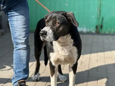 Pies do adopcji, Oborniki, 24 marca 2025 (1/5)