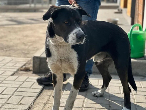 Pies do adopcji, Oborniki, 24 marca 2025 (2/5)