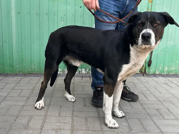 Pies do adopcji, Oborniki, 24 marca 2025 (4/5)