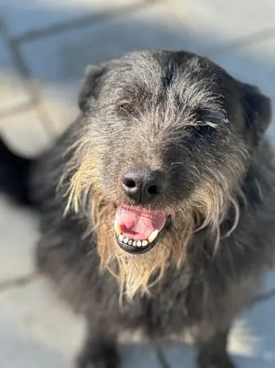 Pies do adopcji, Oborniki, 20 marca 2025 (1/5)