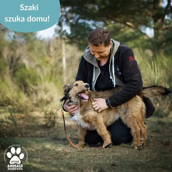 Pies do adopcji, Dąbrówka, 15 kwietnia 2025 (3/5)