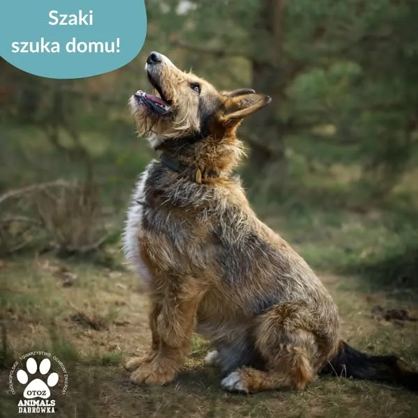 Pies do adopcji, Dąbrówka, 15 kwietnia 2025 (4/5)