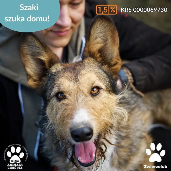 Pies do adopcji, Dąbrówka, 15 kwietnia 2025 (5/5)