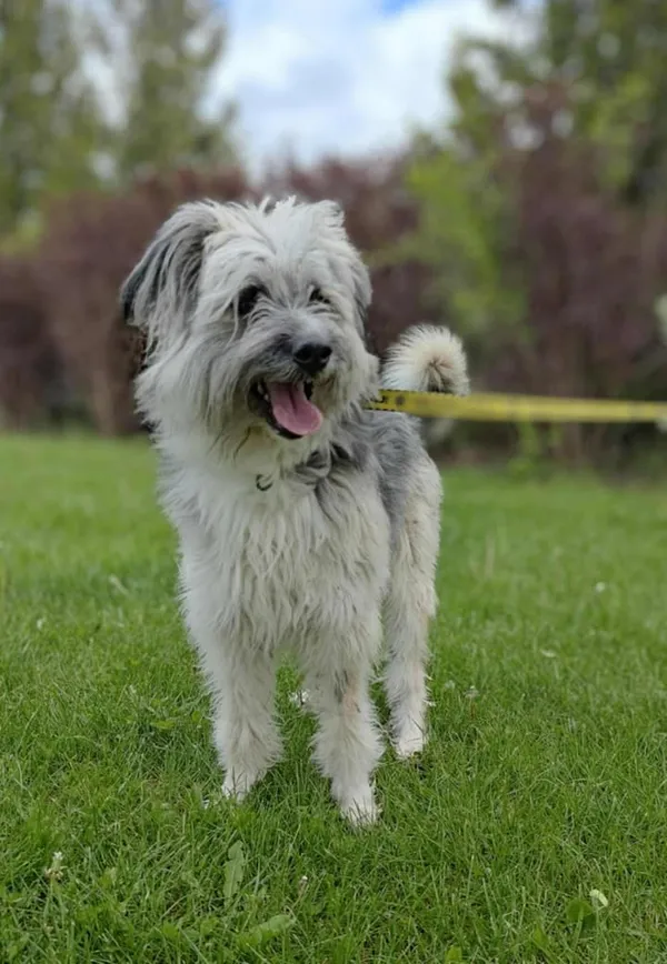 Znaleziono psa, Lublin, 15 kwietnia 2025