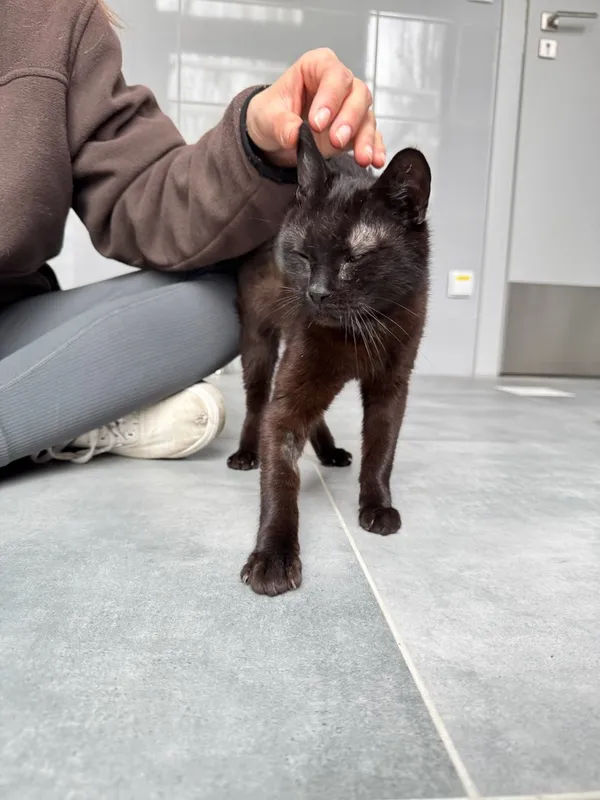 Kot do adopcji, Tychy, 1 marca 2025