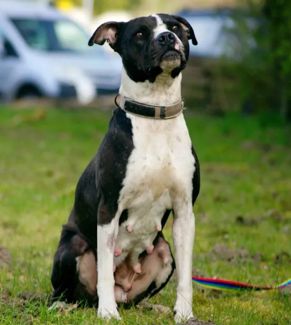 Pies do adopcji, Konin, 13 marca 2025 (2/5)