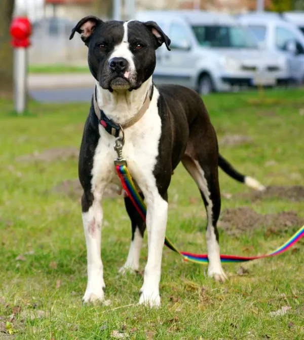 Pies do adopcji, Konin, 13 marca 2025 (4/5)