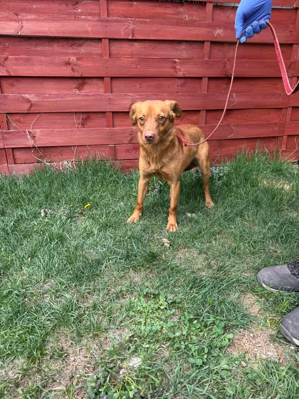 Znaleziono psa, Czartki, 16 kwietnia 2025