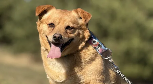 Pies do adopcji, Pieczyska, 15 kwietnia 2025 (1/4)