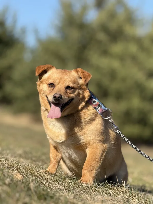 Pies do adopcji, Pieczyska, 15 kwietnia 2025 (2/4)