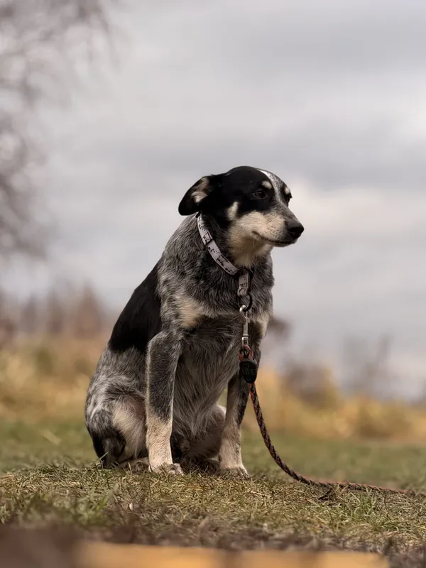 Pies do adopcji, Pieczyska, 15 kwietnia 2025 (3/5)