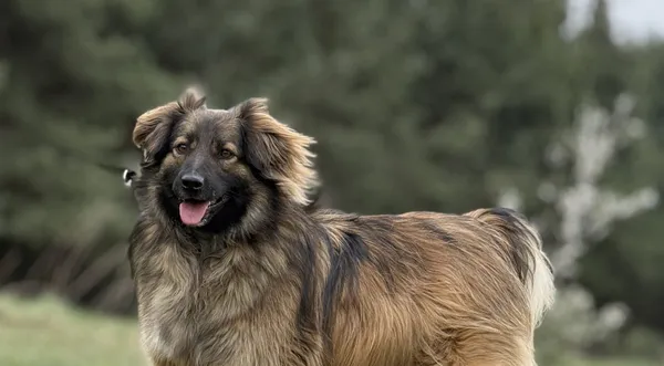 Pies do adopcji, Pieczyska, 15 kwietnia 2025 (1/5)