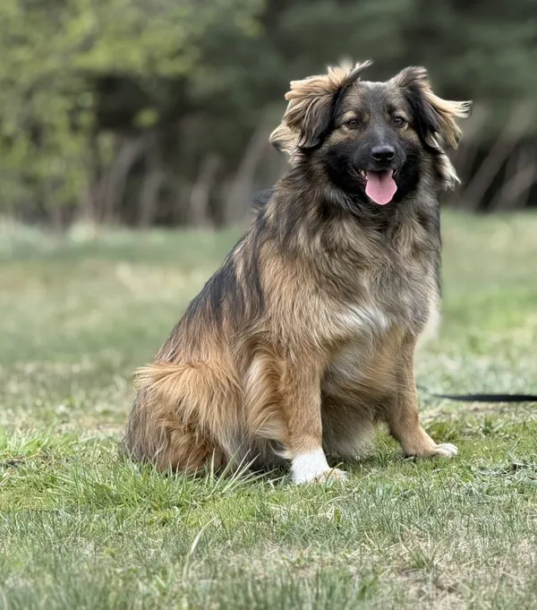 Pies do adopcji, Pieczyska, 15 kwietnia 2025 (4/5)