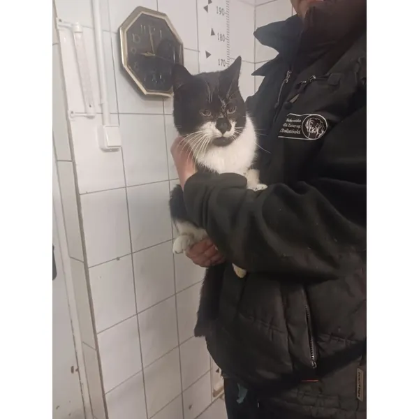 Znaleziono kota, Białystok, 28 marca 2025
