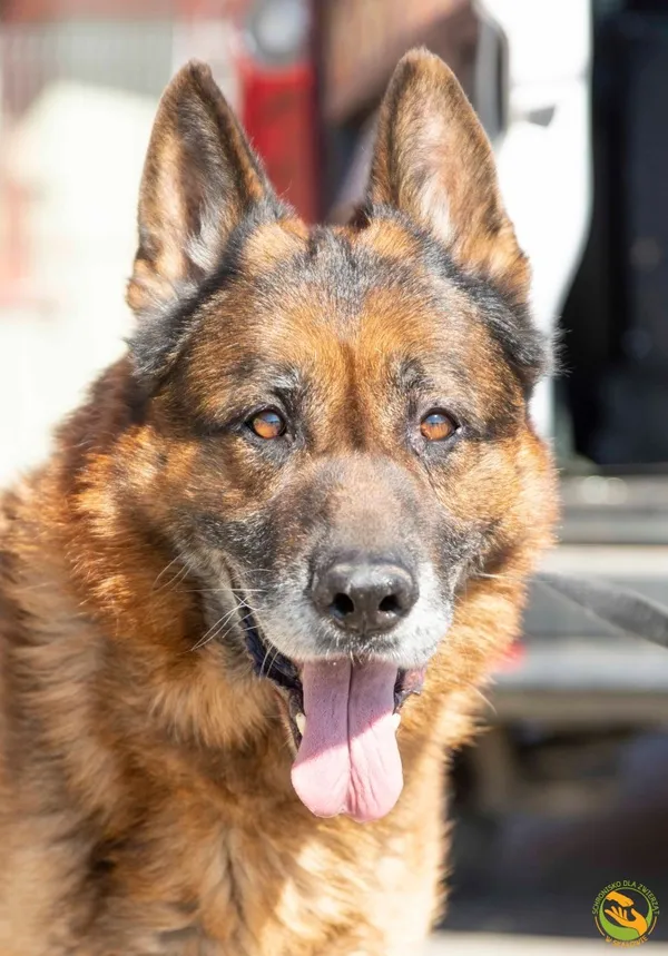 Znaleziono psa, Skałowo, 16 kwietnia 2025 (1/3)