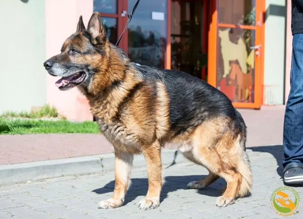 Znaleziono psa, Skałowo, 16 kwietnia 2025 (2/3)