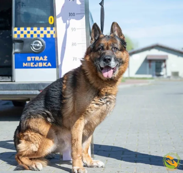 Znaleziono psa, Skałowo, 16 kwietnia 2025 (3/3)