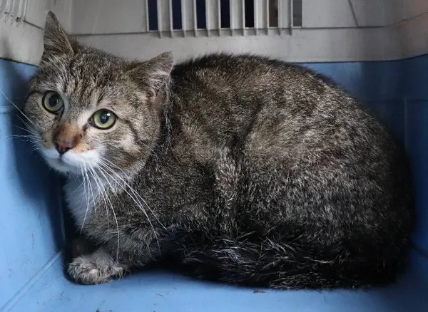 Znaleziono kota, Łódź, 16 kwietnia 2025 (1/2)