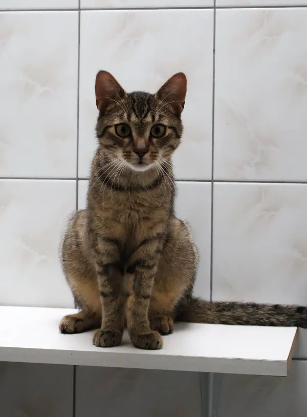 Znaleziono kota, Łódź, 16 kwietnia 2025 (3/5)