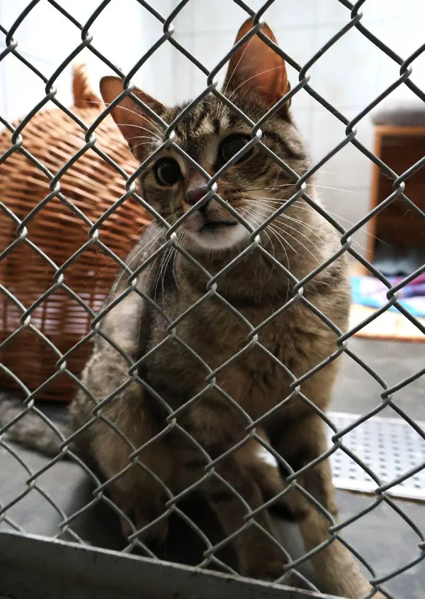 Znaleziono kota, Łódź, 16 kwietnia 2025 (4/5)