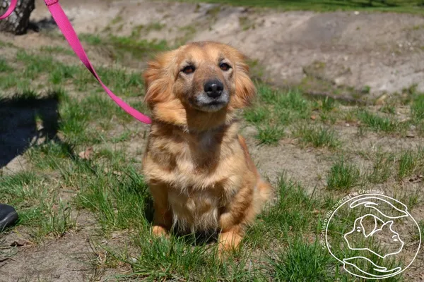 Pies do adopcji, Chełmek, 25 marca 2025