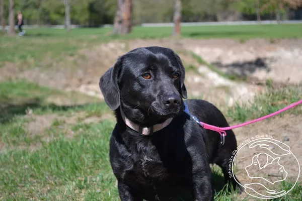 Pies do adopcji, Chełmek, 25 marca 2025