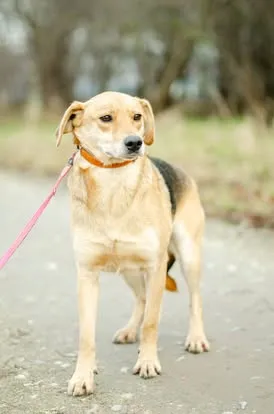 Oddam psa, Gdańsk, Strzyża, 16 kwietnia 2025 (2/4)