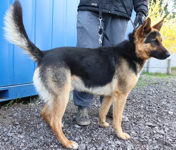 Znaleziono psa, Łódź, 15 kwietnia 2025 (1/2)