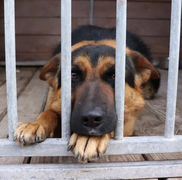 Znaleziono psa, Łódź, 15 kwietnia 2025 (2/2)