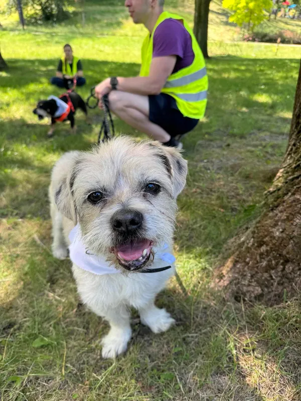 Pies do adopcji, Włocławek, 28 sierpnia 2024 (1/5)