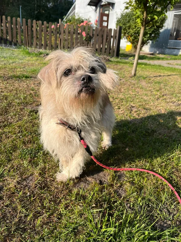 Pies do adopcji, Włocławek, 28 sierpnia 2024 (3/5)