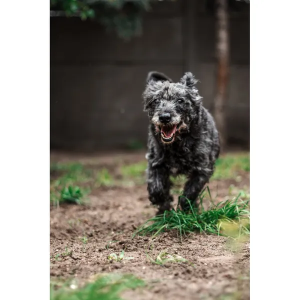 Znaleziono psa, Białystok, 16 kwietnia 2025 (1/4)