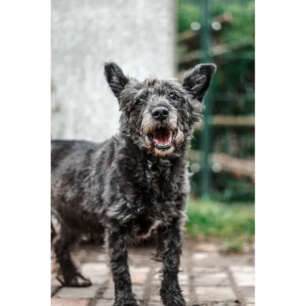 Znaleziono psa, Białystok, 16 kwietnia 2025 (2/4)