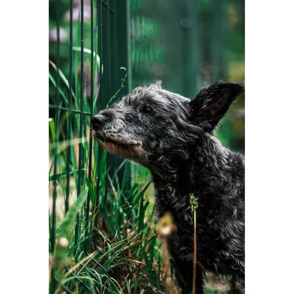 Znaleziono psa, Białystok, 16 kwietnia 2025 (4/4)