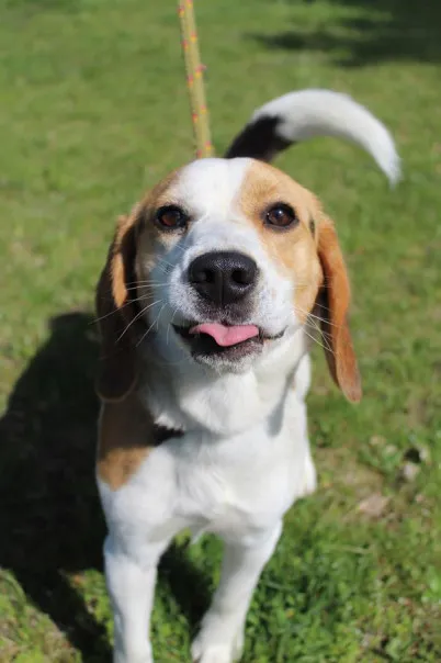 Pies do adopcji, Bełchatów, 24 marca 2025 (1/5)