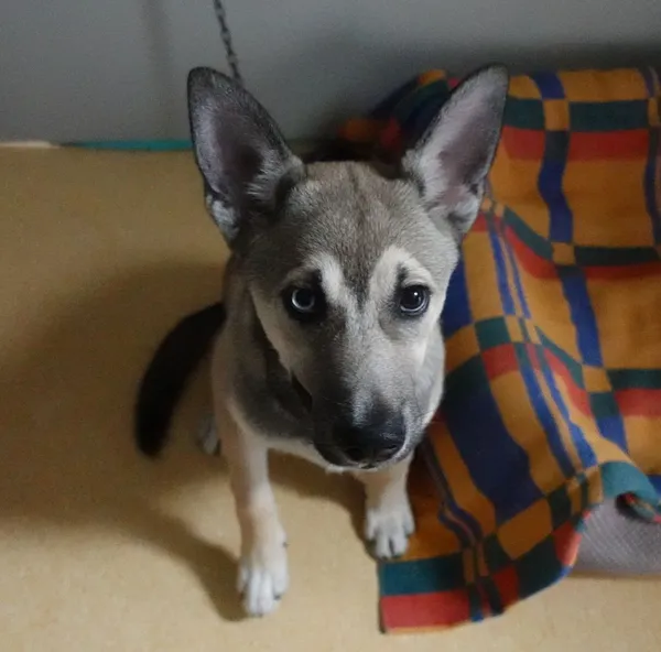 Znaleziono psa, Gdańsk, 16 kwietnia 2025