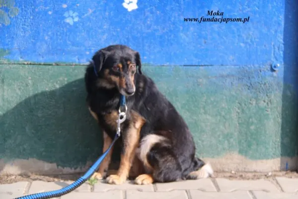 Pies do adopcji, Nowy Dwór Mazowiecki, 16 kwietnia 2025 (3/4)